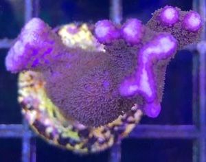 Bali Purple Montipora Digitata Frag