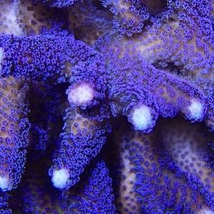 Purple Stylophora Frag (Milka)