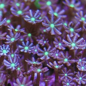 Metallic Daisy Polyps Frag 6+ Polyps