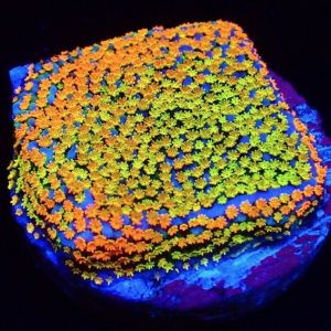 M.O.C. Rainbow Montipora Frag