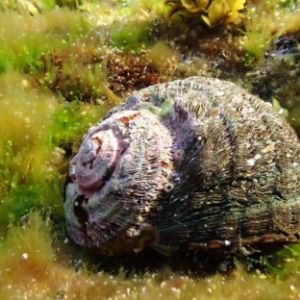 Reef Janitor Pack / Clean Up Crew – Medium