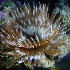 Feather Duster Worm Large