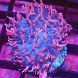 Pink Ghost Frilly Mushroom