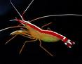 Scarlet Cleaner Shrimp Large