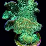 Metallic Neon Scrolling Pavona Frag -0