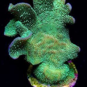 Metallic Neon Scrolling Pavona Frag