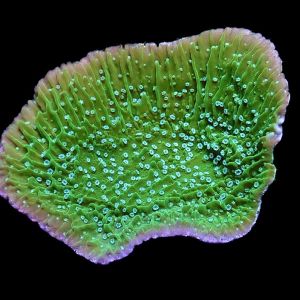 M.O.C. Ultra Emerald/Pink Rim Plating Montipora Frag