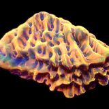 WYSIWYG 13B Crazy T Montipora Frag