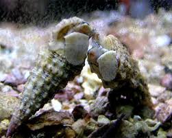 5 Pack – Cerith Snail