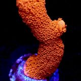 M.O.C. Burning Ember Montipora Frag-0