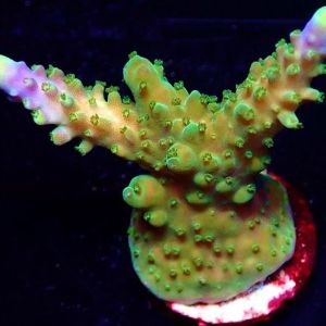 The Joker Acropora Frag