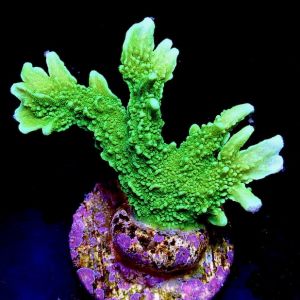 M.O.C. Elkhorn Montipora Frag