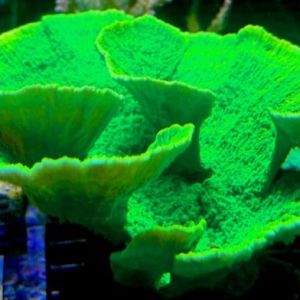 Toxic Lime Plating Montipora Frag