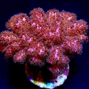Cherry Tree Pocillopora Damicornis Frag