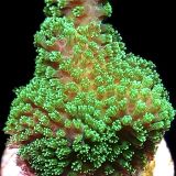 WYSIWYG 14J Ultra Neon Fluorescent Stylophora Frag