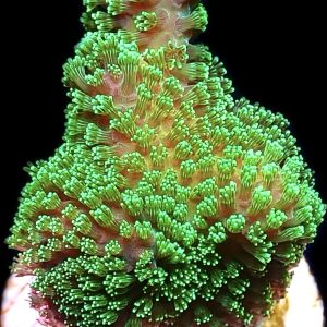 WYSIWYG 14J Ultra Neon Fluorescent Stylophora Frag