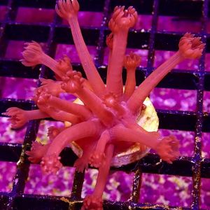 Flaming Hot Goniopora Frag  ( 20 + polyps)