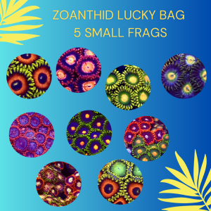 ZOANTHID LUCKY BAG  –  (5 SMALL FRAGS)