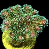 WYSIWYG 22C Sparkling Tinsel Pocillopora Frag Large