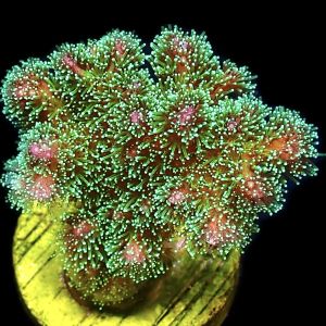 WYSIWYG 22C Sparkling Tinsel Pocillopora Frag Large
