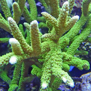 Bali Slimer Acropora Frag