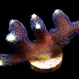 WYSIWYG 27A Purple Stylophora Milka Extra Large