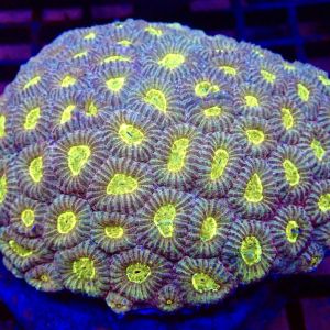 Mikado Moon Favia Frag