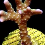 WYSIWYG 21J Pink Pearl Anacropora Frag