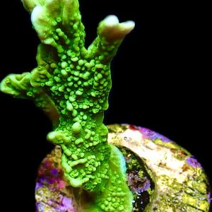 WYSIWYG 17K Elkhorn Montipora Large
