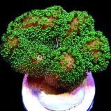 Ultra Neon Fluorescent / Pink Based Stylophora Frag