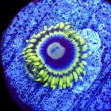Blue Rhino Zoa Single Polyp Frag