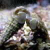 Cerith Snail
