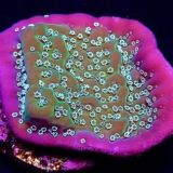 True Montipora Undata Purple Rim Frag