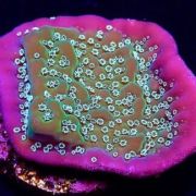 True Montipora Undata Purple Rim Frag