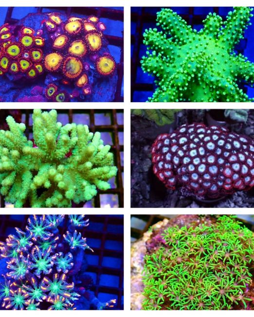 Soft Coral Colonies
