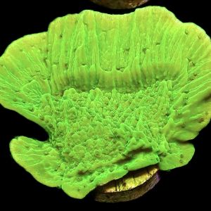 WYSIWYG 12A Toxic Lime Plating Montipora Large
