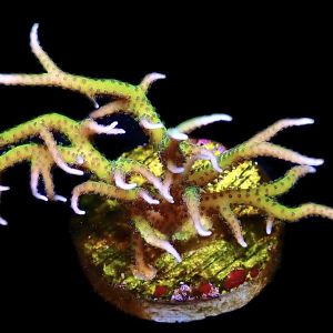 WYSIWYG 8J Lime Berry Seriatopora Hysterix