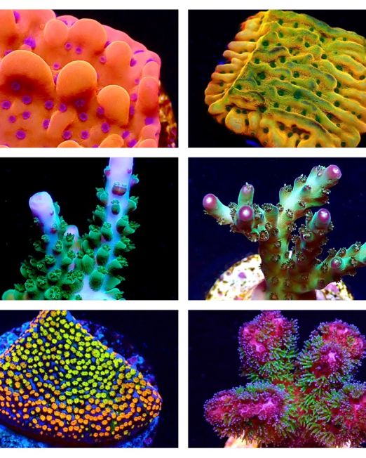 SPS Coral Frags