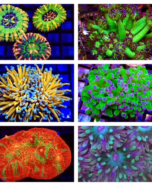 LPS Coral Frags