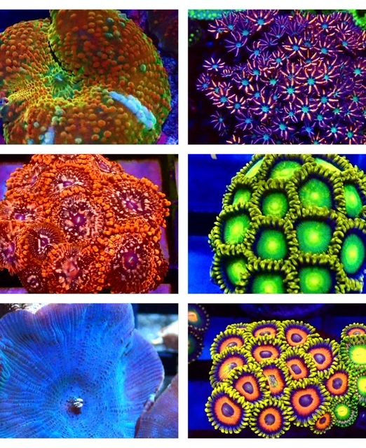 Soft Coral Frags
