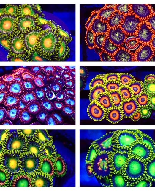 Ultra Zoanthids