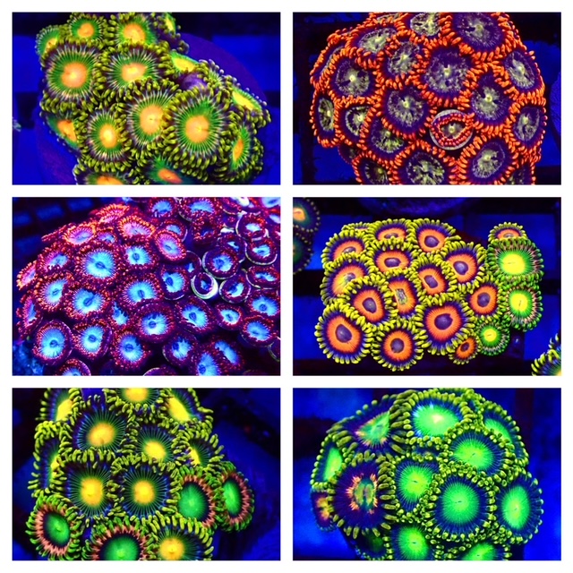 Ultra Zoanthids