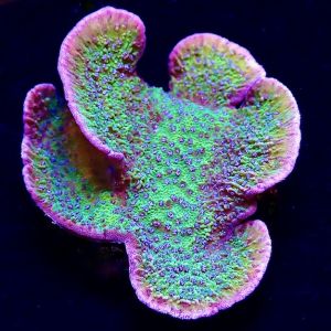 M.O.C. Pink Rim / Purple Polyped Plating  Montipora Capricornis