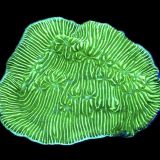 WYSIWYG 33E Wrinkle Leptoseris Frag