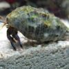 Algae Hermit Crab
