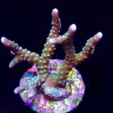 Pink Pearl  Anacropora Frag