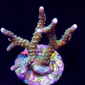 Pink Pearl  Anacropora Frag