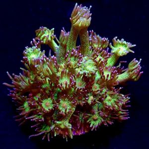 Glitterball Goniopora Frag 20+ Polyps
