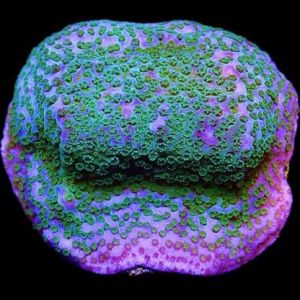 Pokerstar Montipora Frag