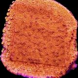 Sherbet Fizz Montipora Frag